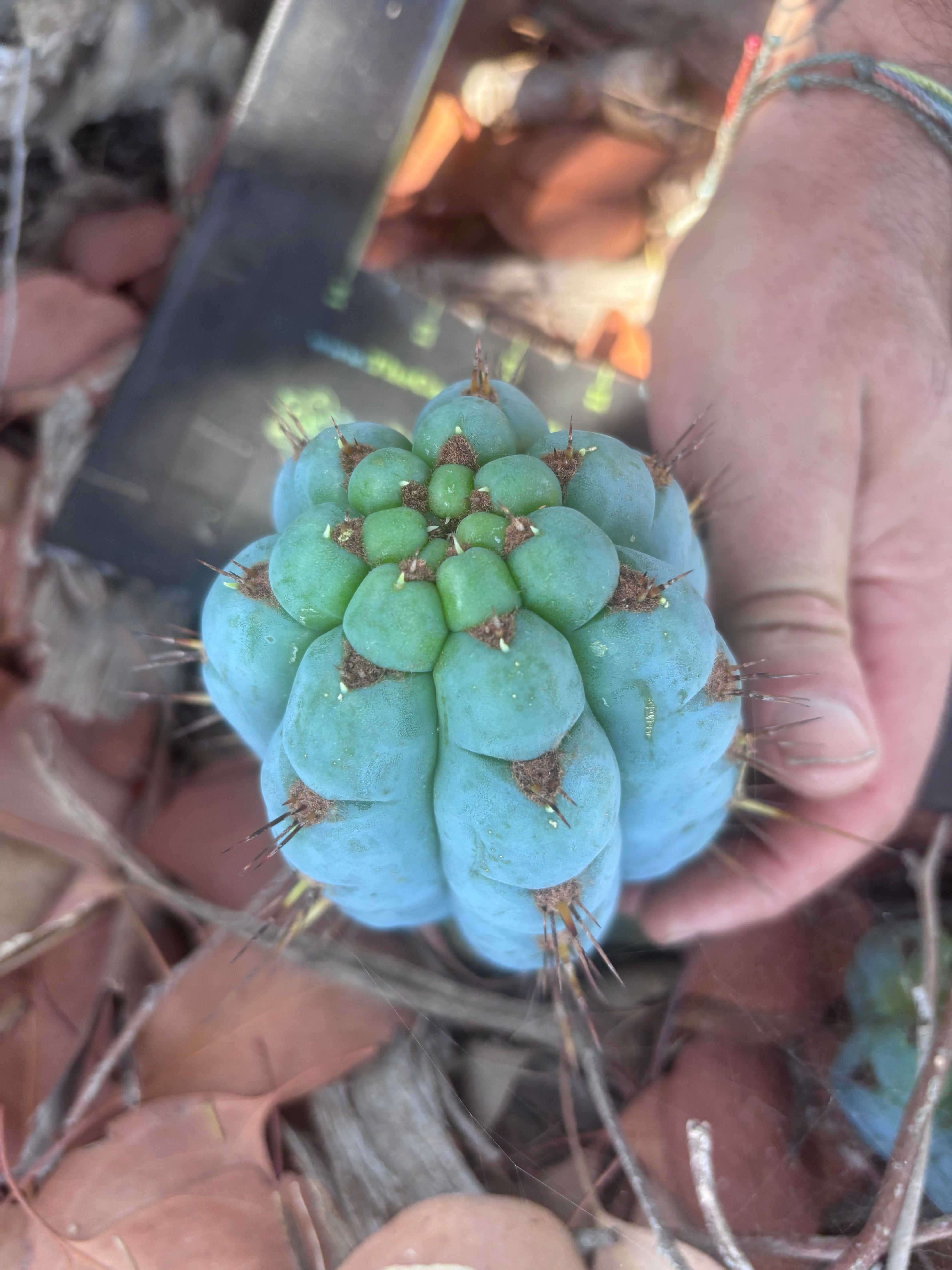 💎👑 Papa Smurf — 6” Grenade