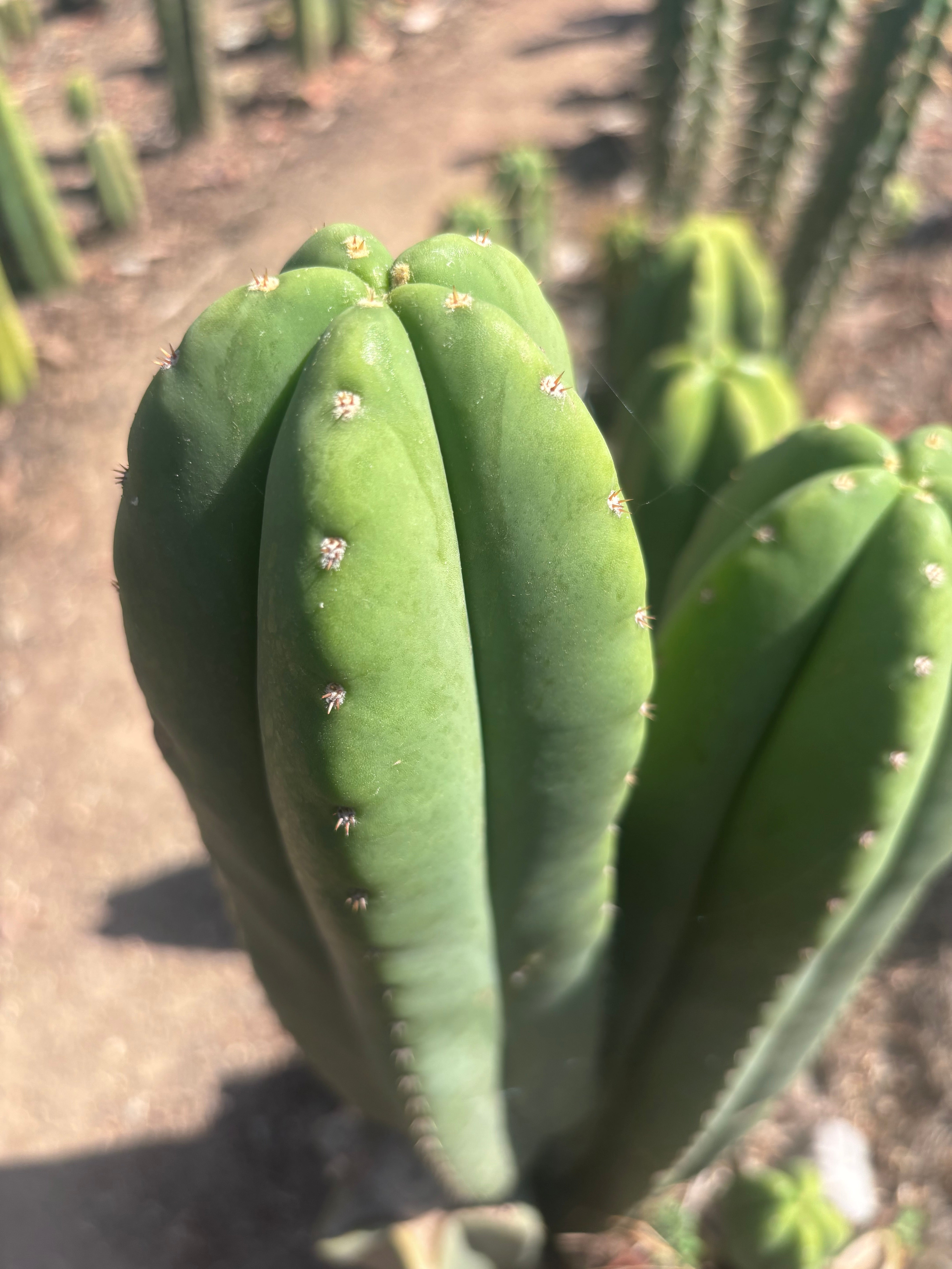 Heynes x Super Pedro — Chonky 13” Pup