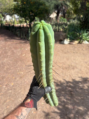 💎👑💎🌶️🌶️ Eileen — MEGA 21” (Tip #6)