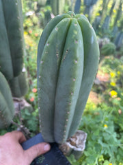 👑🌶️ Scop A — Chonky 12” Pup
