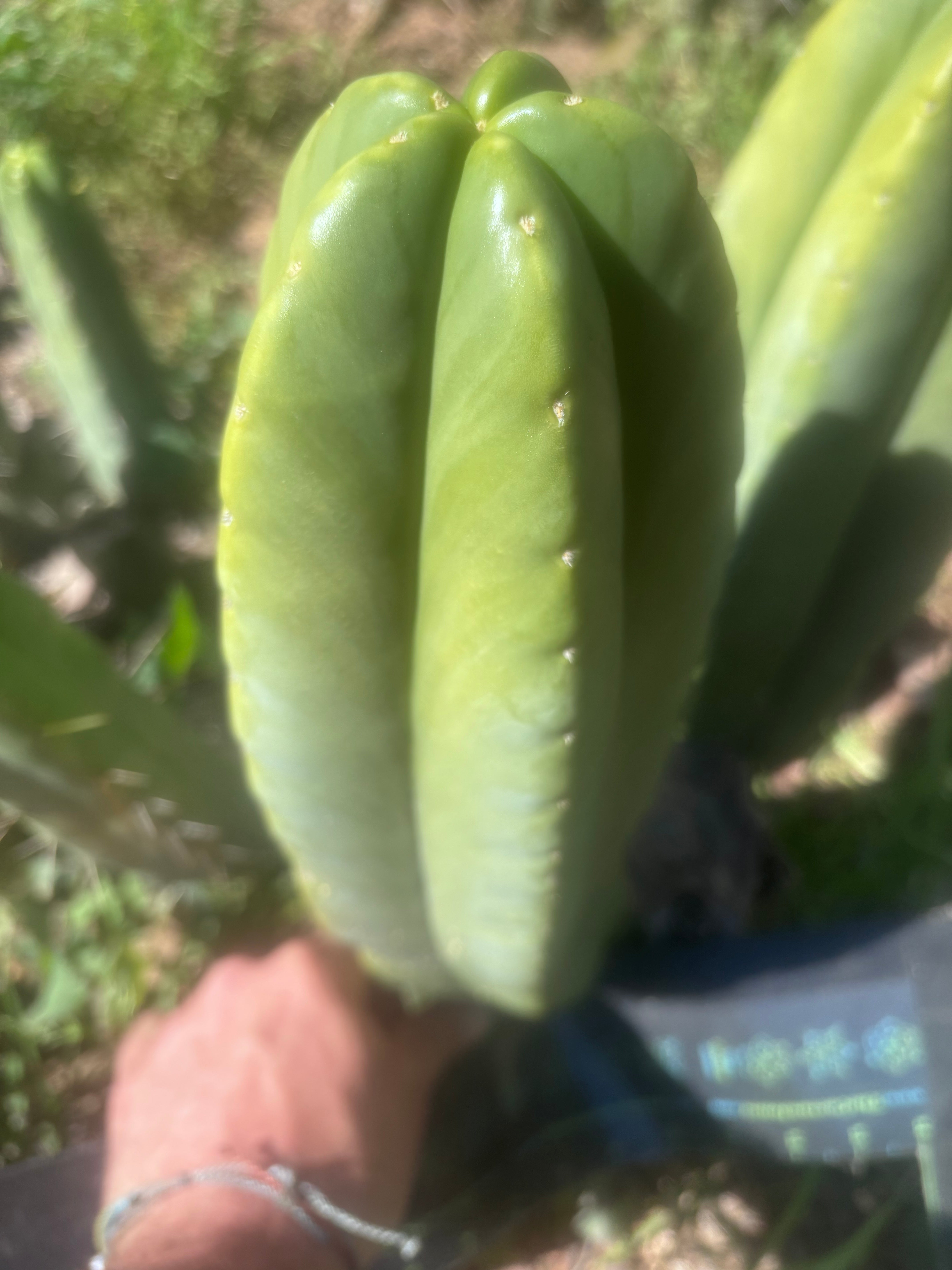 💎👑🌶️ Zulk — XL 13” MELON