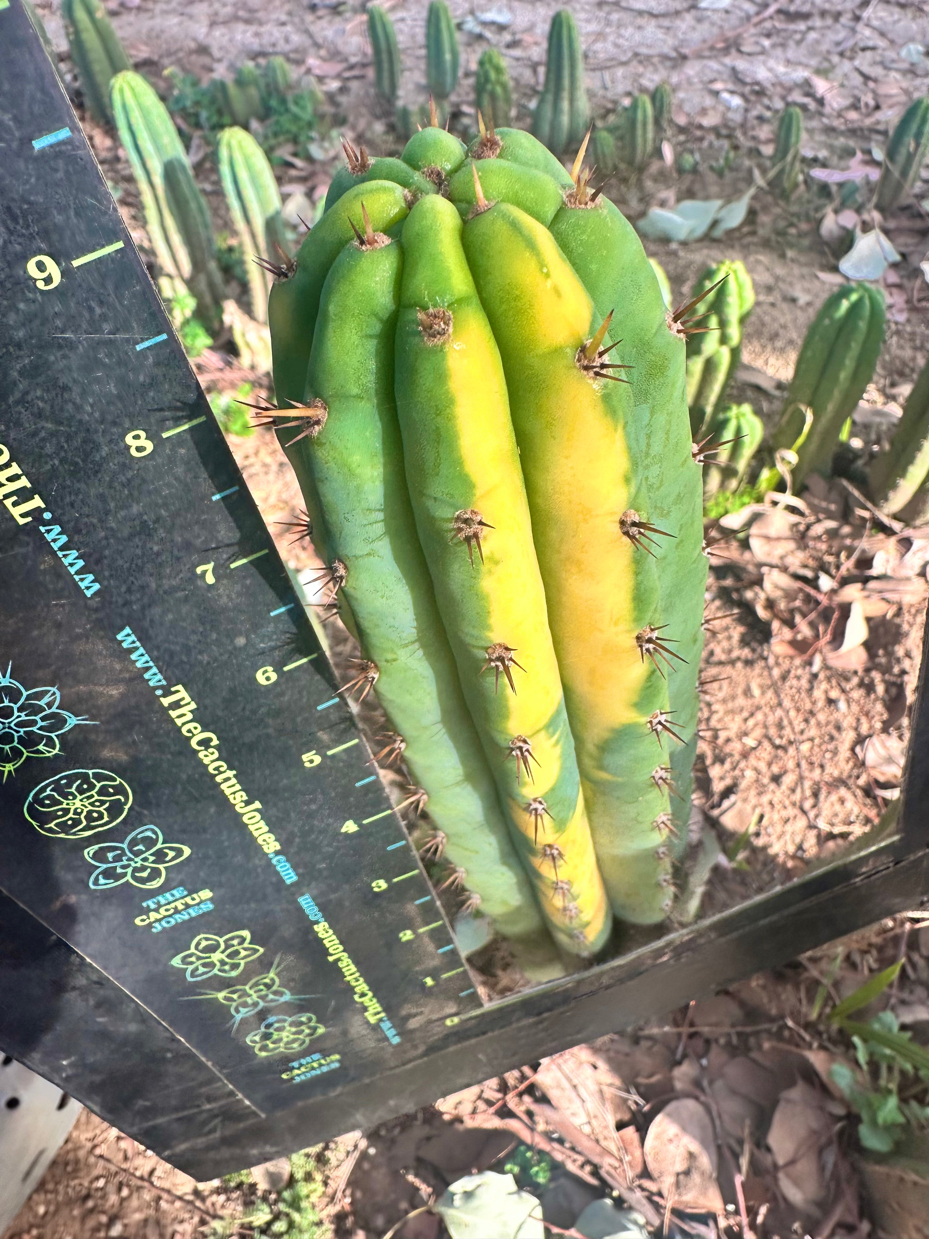 👑 Variegated Pachanoi — 9” Tip