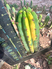 👑 Variegated Pachanoi — 9” Tip