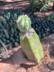 👑💎 Grecas — Established Tip Graft on Beefy Rooted PC