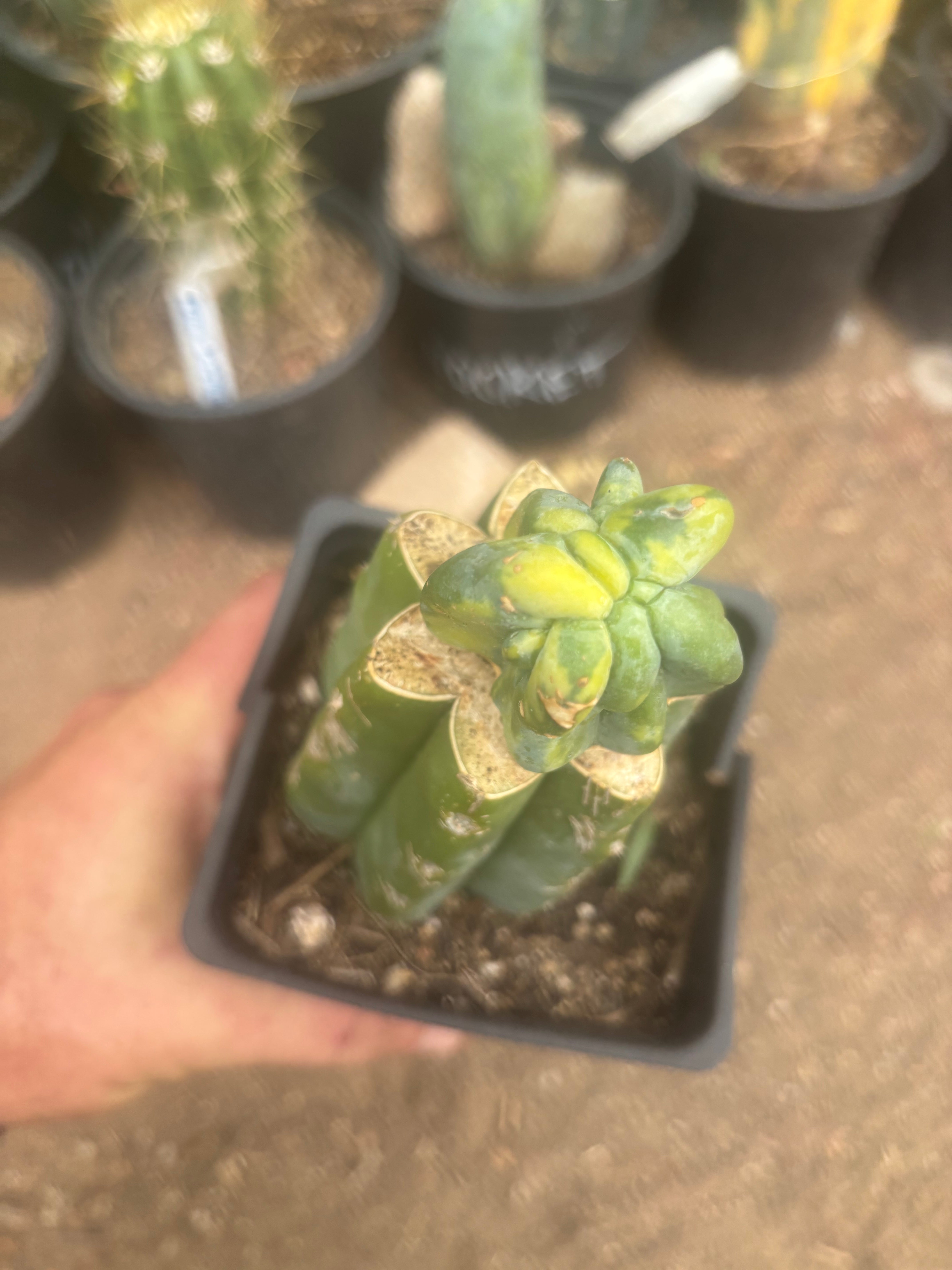 💎🔰 Crested & Variegated Myrtillocactus — Tip Graft
