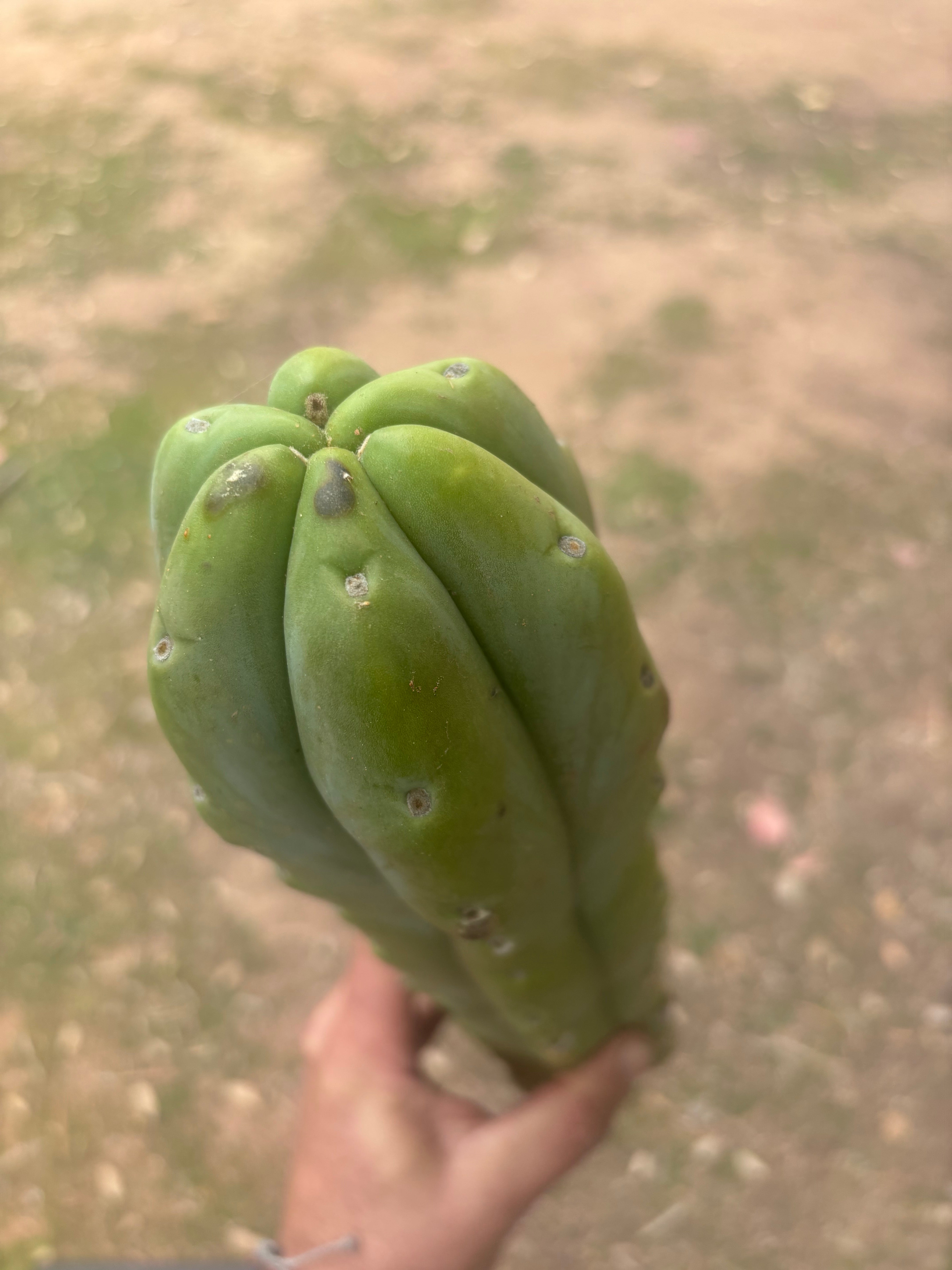 👑🌶️🌶️  Jiimz Twin Spine — XL Mature 15” Tips (Restocked)