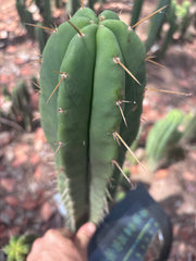 👑🌶️ Malo4 (F2)  — XL 14” Tip