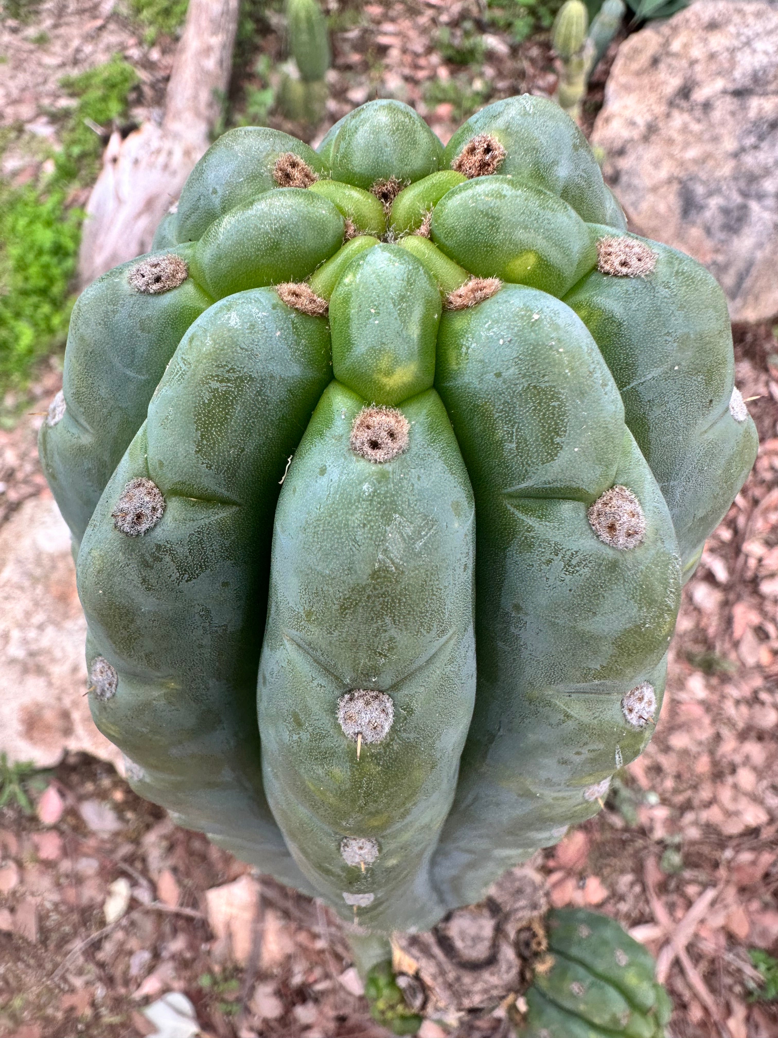 💎👑 Ichoca — Notchy Tip of Girth!