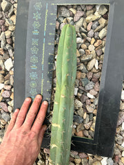 🌶️🌶️ Dulzura 12” MIDS