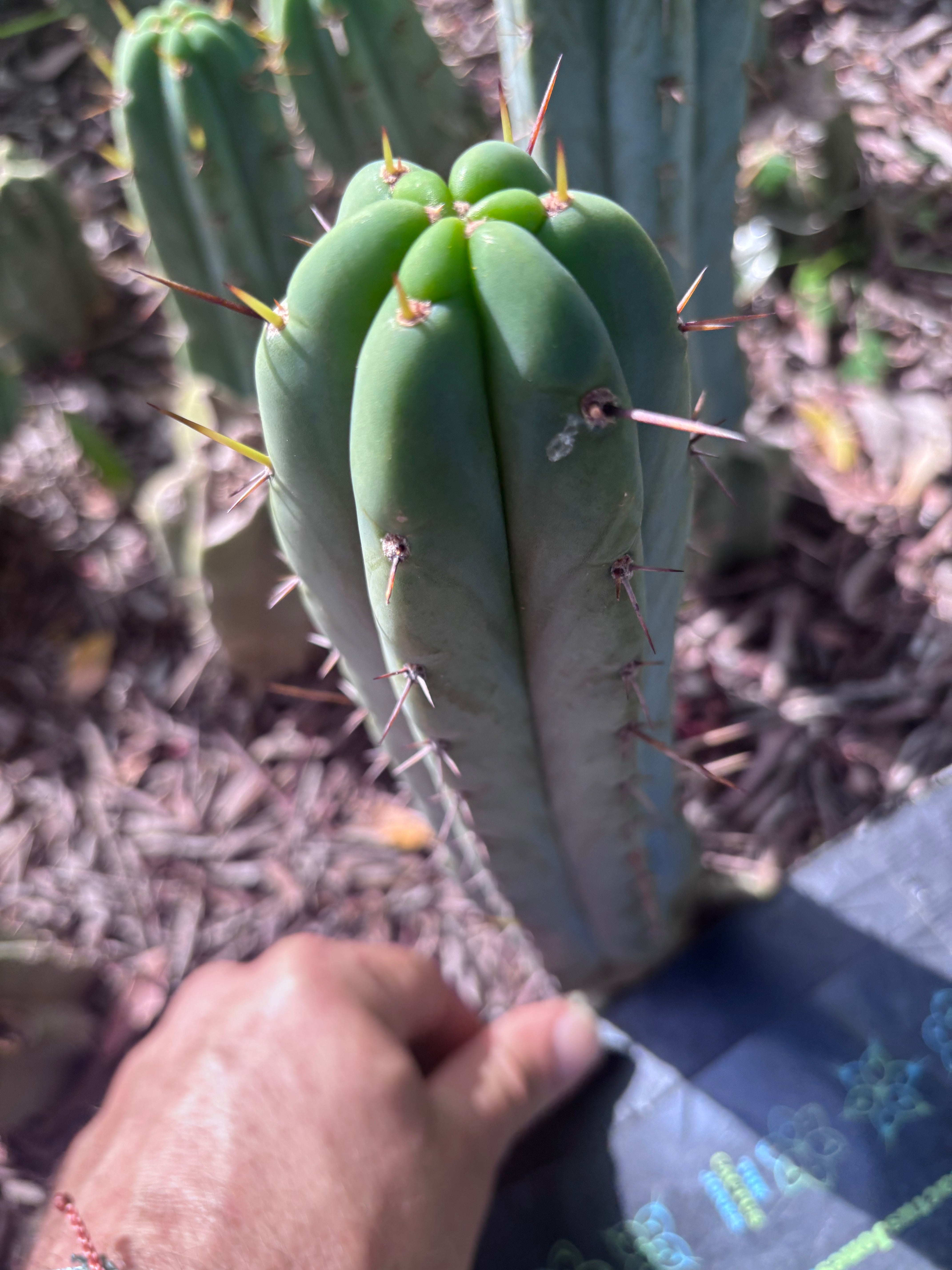 👑🌶️🌶️ Pala — 8” Tip