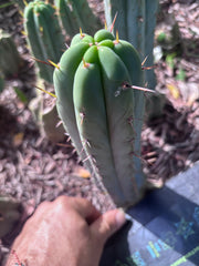 👑🌶️🌶️ Pala — 8” Tip