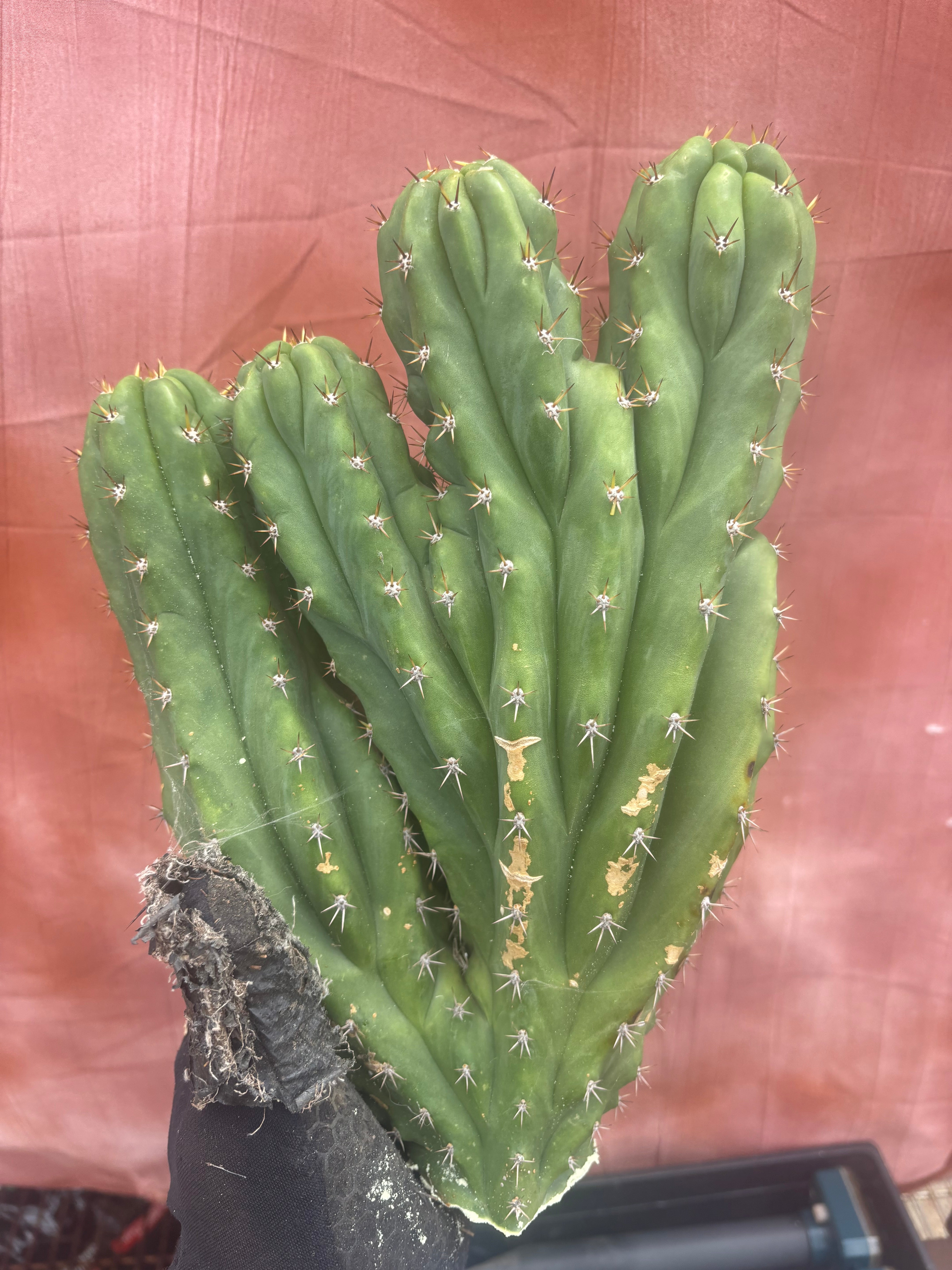 💎 Oscar x TPM — 4 Tip Dichot Crest