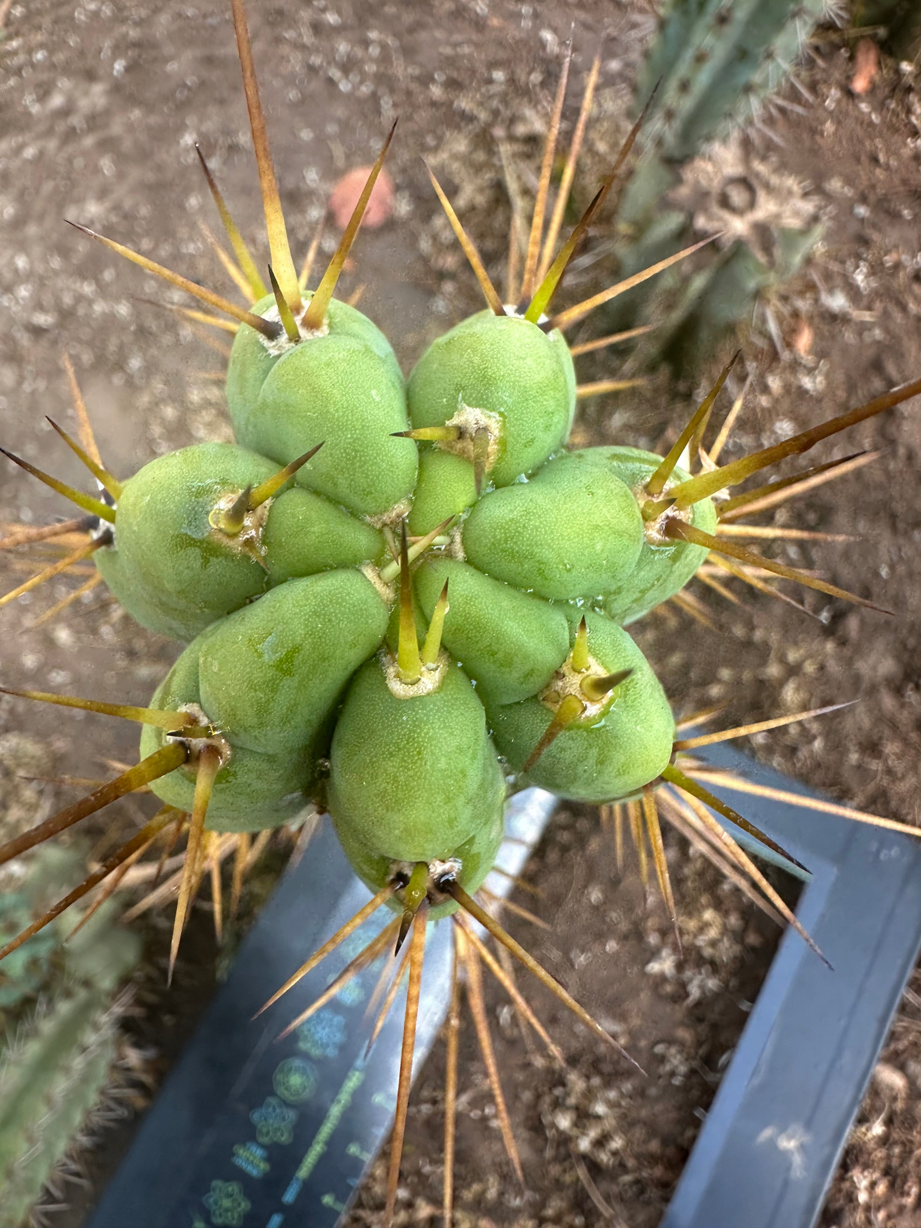 👑🌶️ Nash — 10” Pups