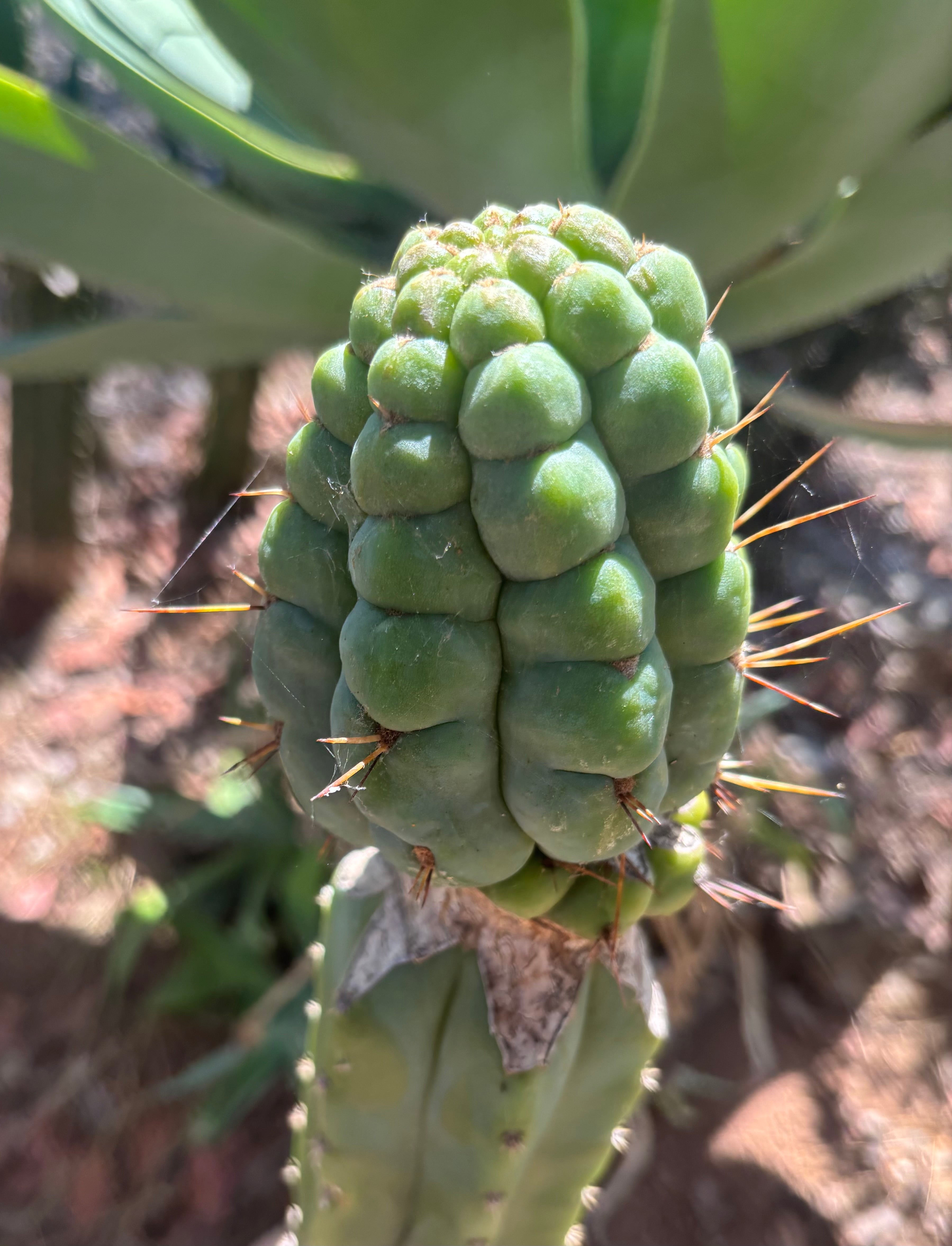 💎👑💎 Havran — Large Established Graft on PC