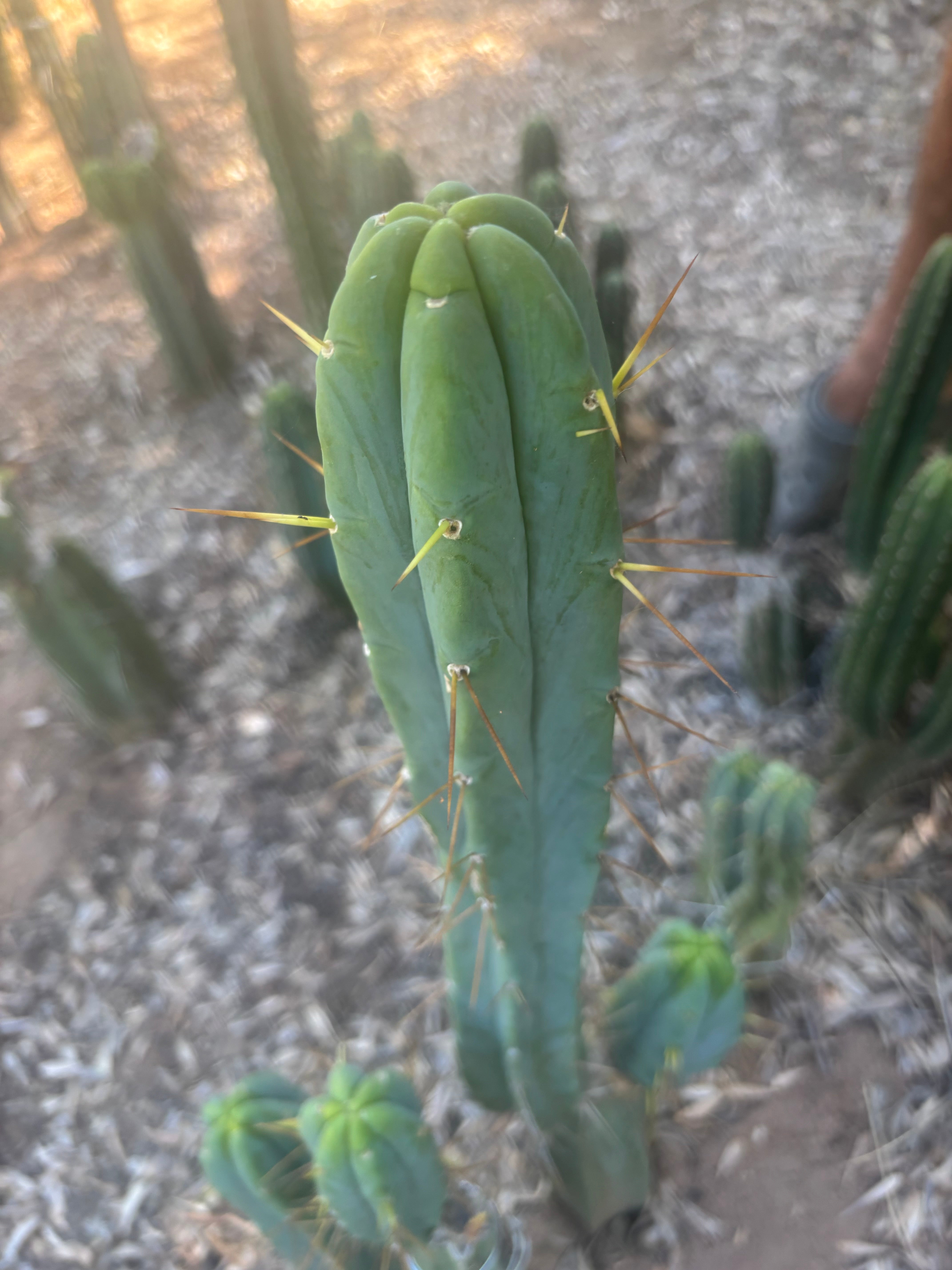 👑🌶️ Species C — XL 15” Pup
