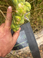 👑🌶️🌶️ TBMC — XL Graft