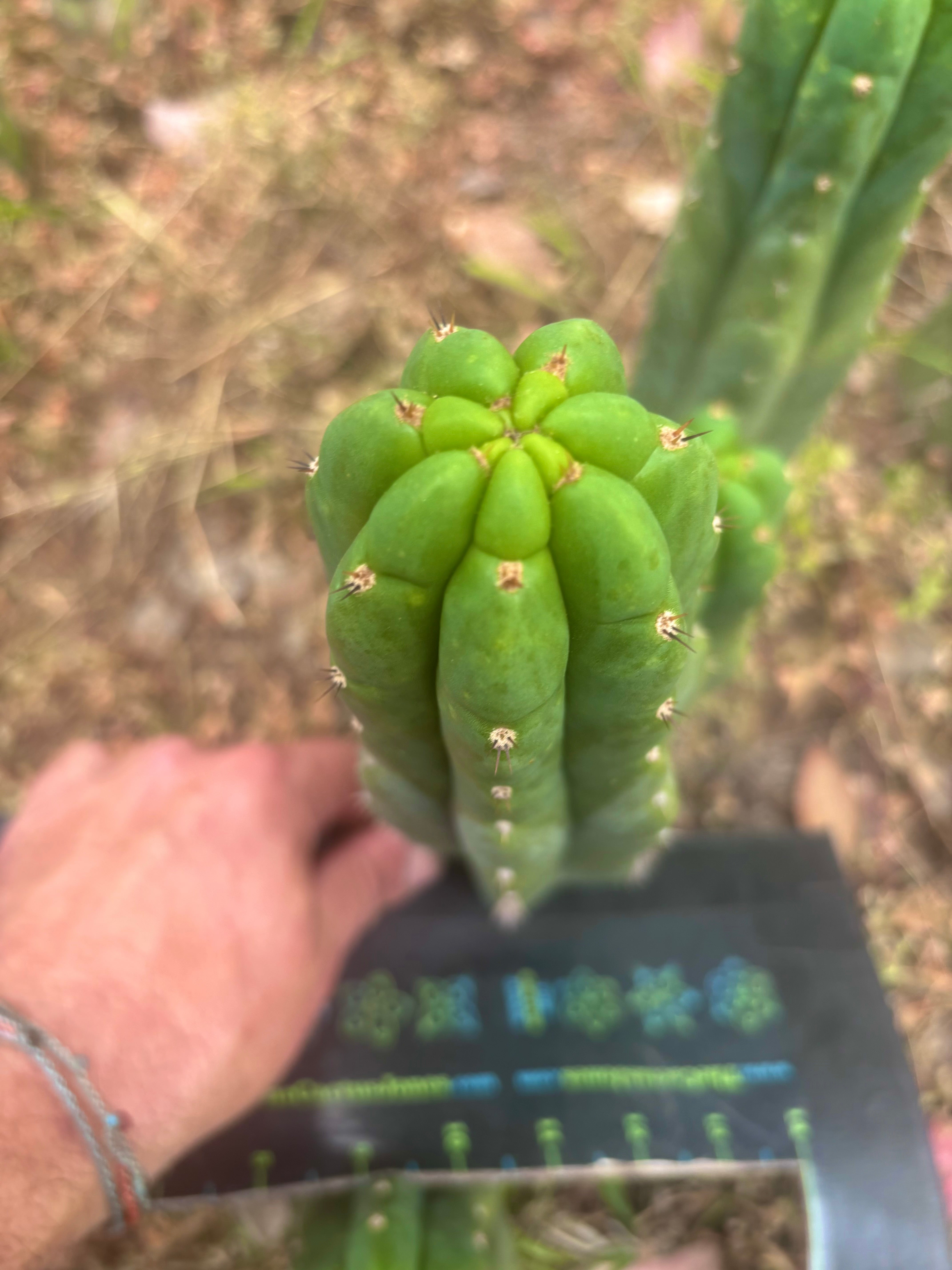 👑🌶️ Blue Ecuador — Chonky 10.5” Pup