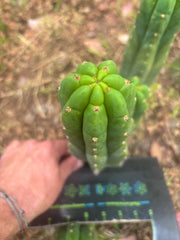 👑🌶️ Blue Ecuador — Chonky 10.5” Pup