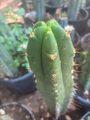 👑🌶️ Huari — 10” Tip