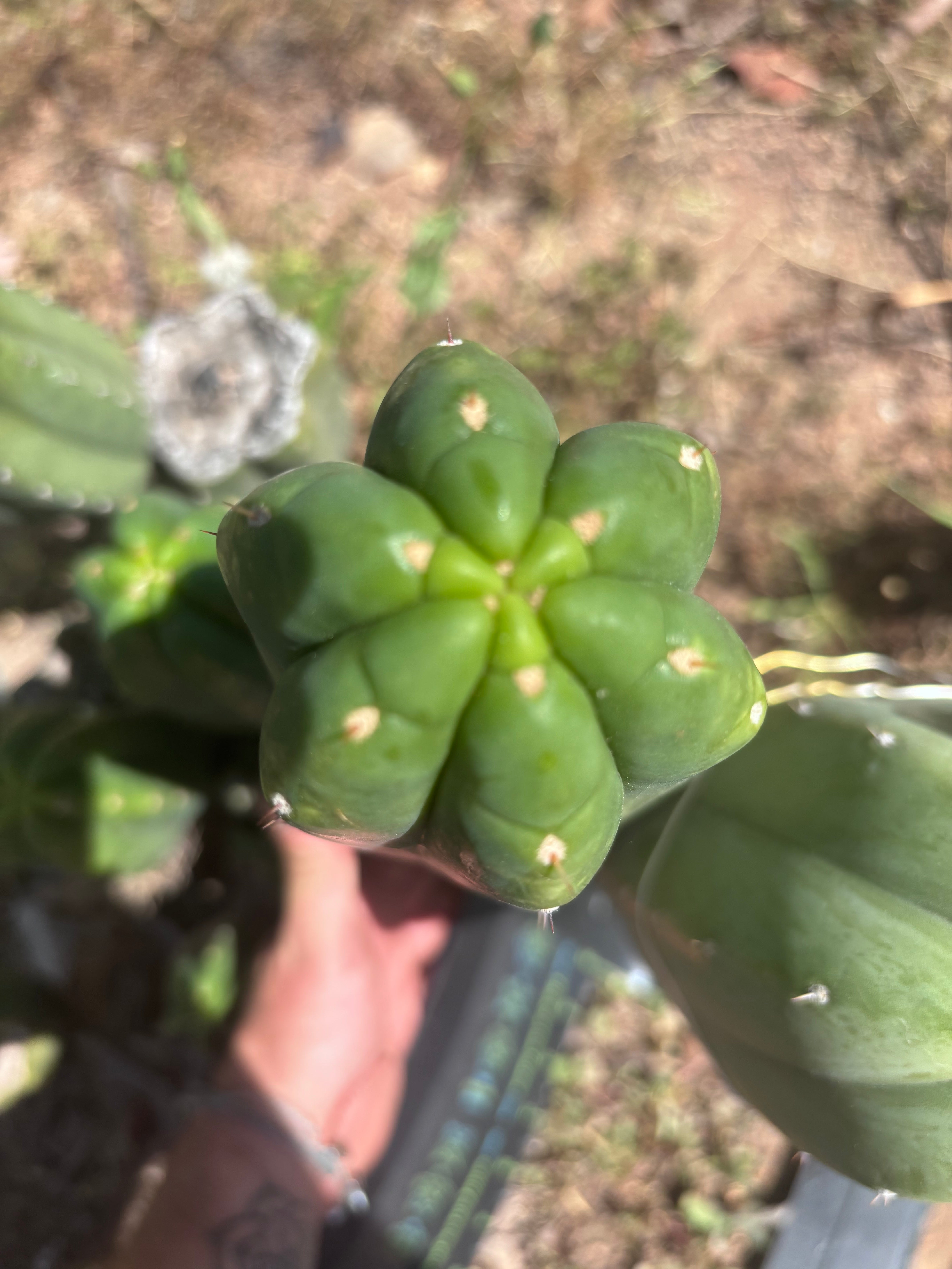 👑🌶️ DaFuq — One More XL 14” Pup
