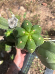 👑🌶️ DaFuq — One More XL 14” Pup