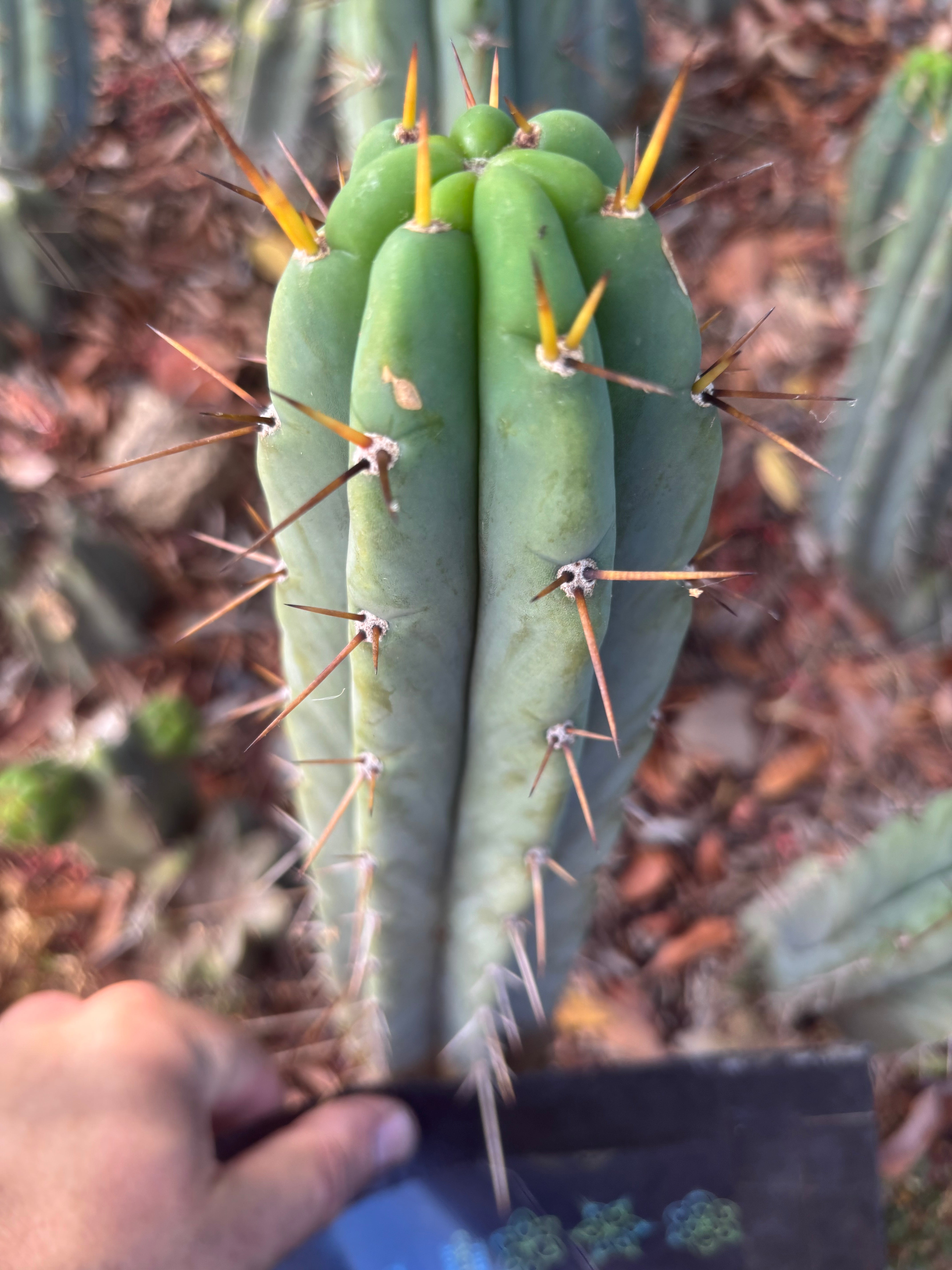 👑🌶️🌶️ Pala — Another 9” Tip