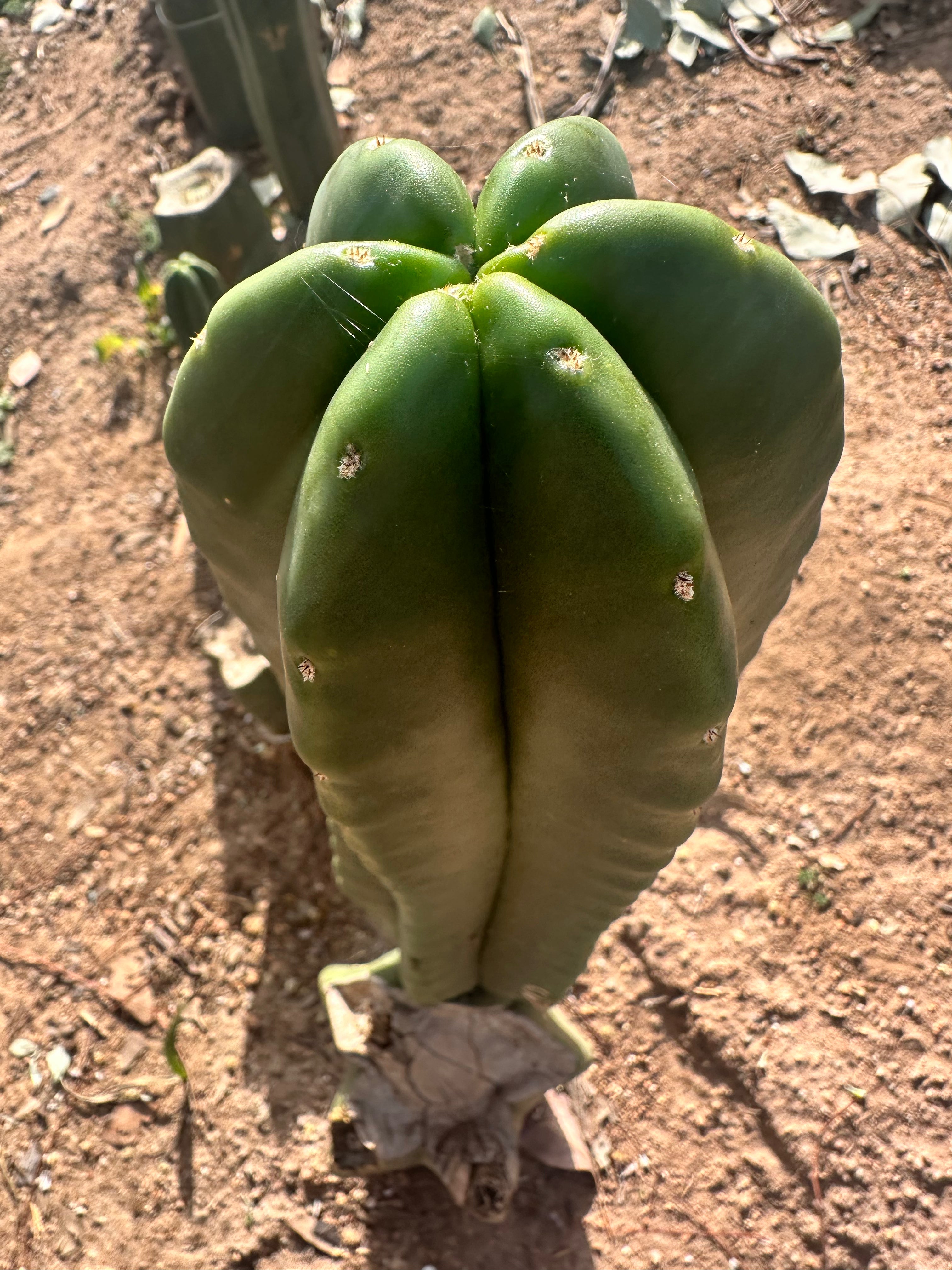 💎👑 Zulk — FATTY Tip