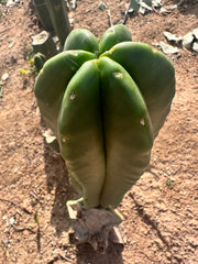 💎👑 Zulk — FATTY Tip