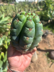 💎👑💎 Papa Smurf — Fat 8” Pup