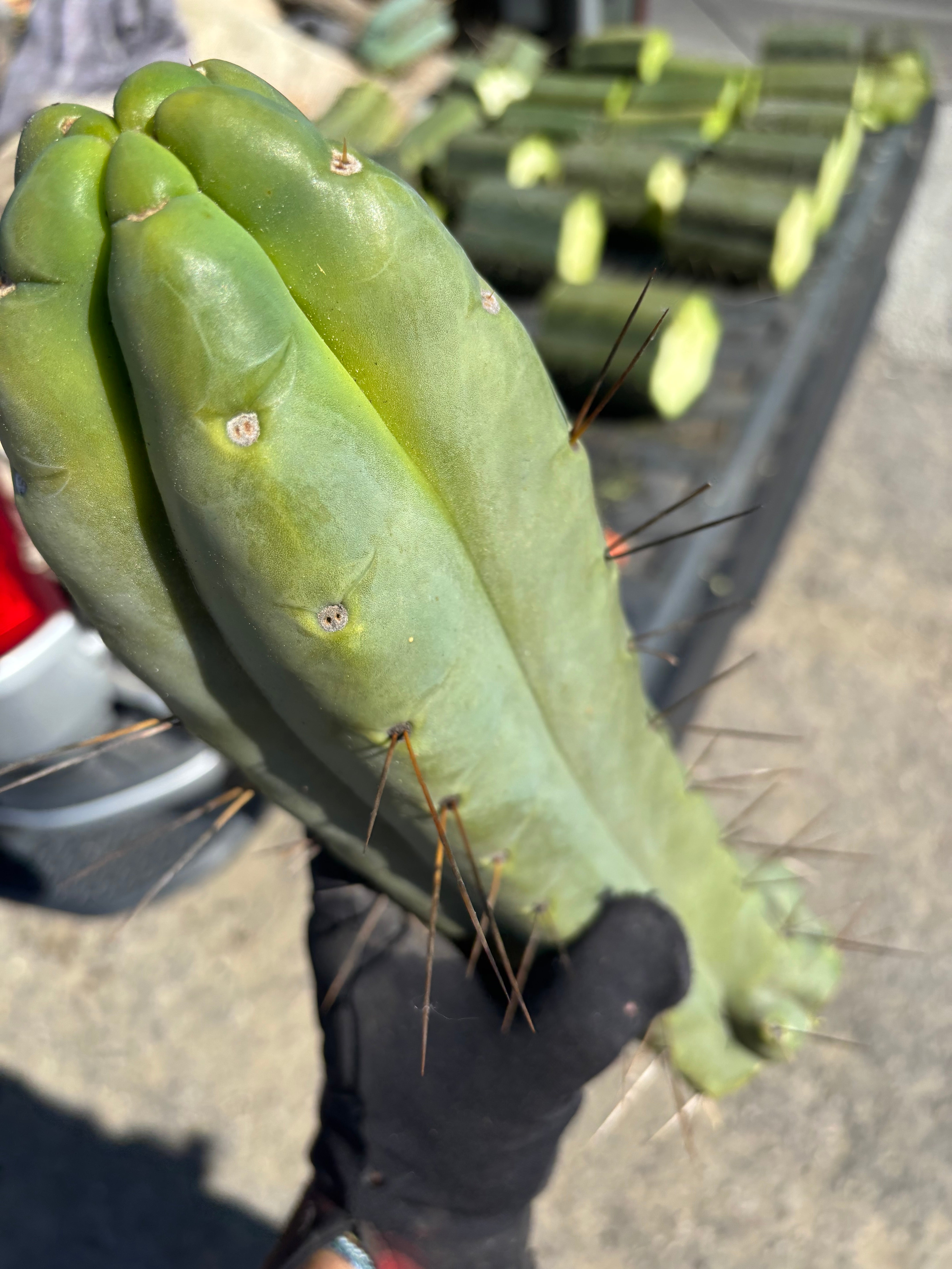 👑💎🌶️🌶️ Eileen — Maxed Girth 14” Tip