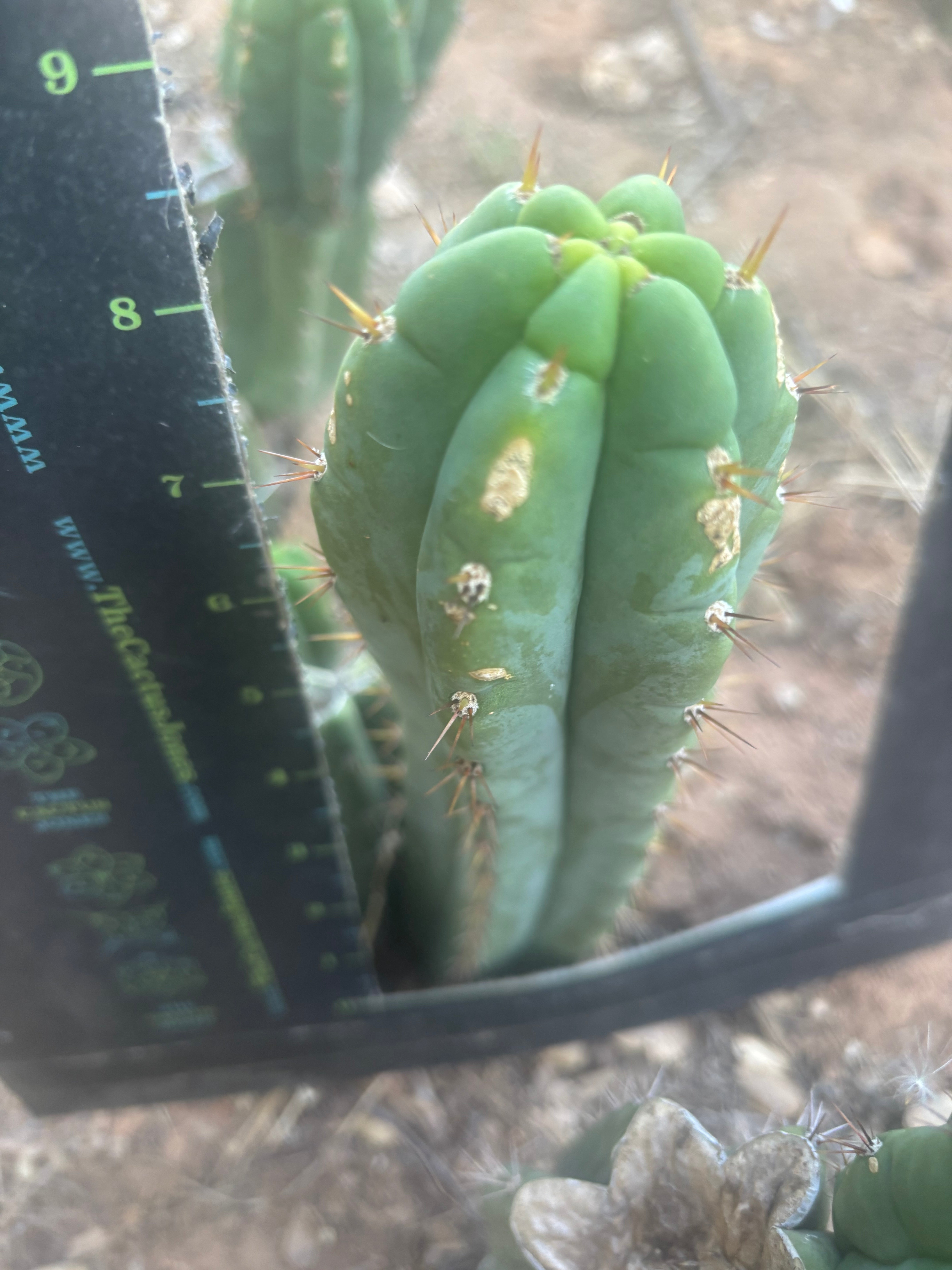 👑🌶️🌶️ Austy’s Bomb — 8.5” Tip