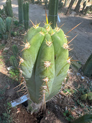 👑 Huaraquina — Chonky 10” Tip