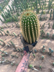 (LAST CALL) The World’s Greatest Grafting Stock — *FAT* 10” Tips (Pre-Order)