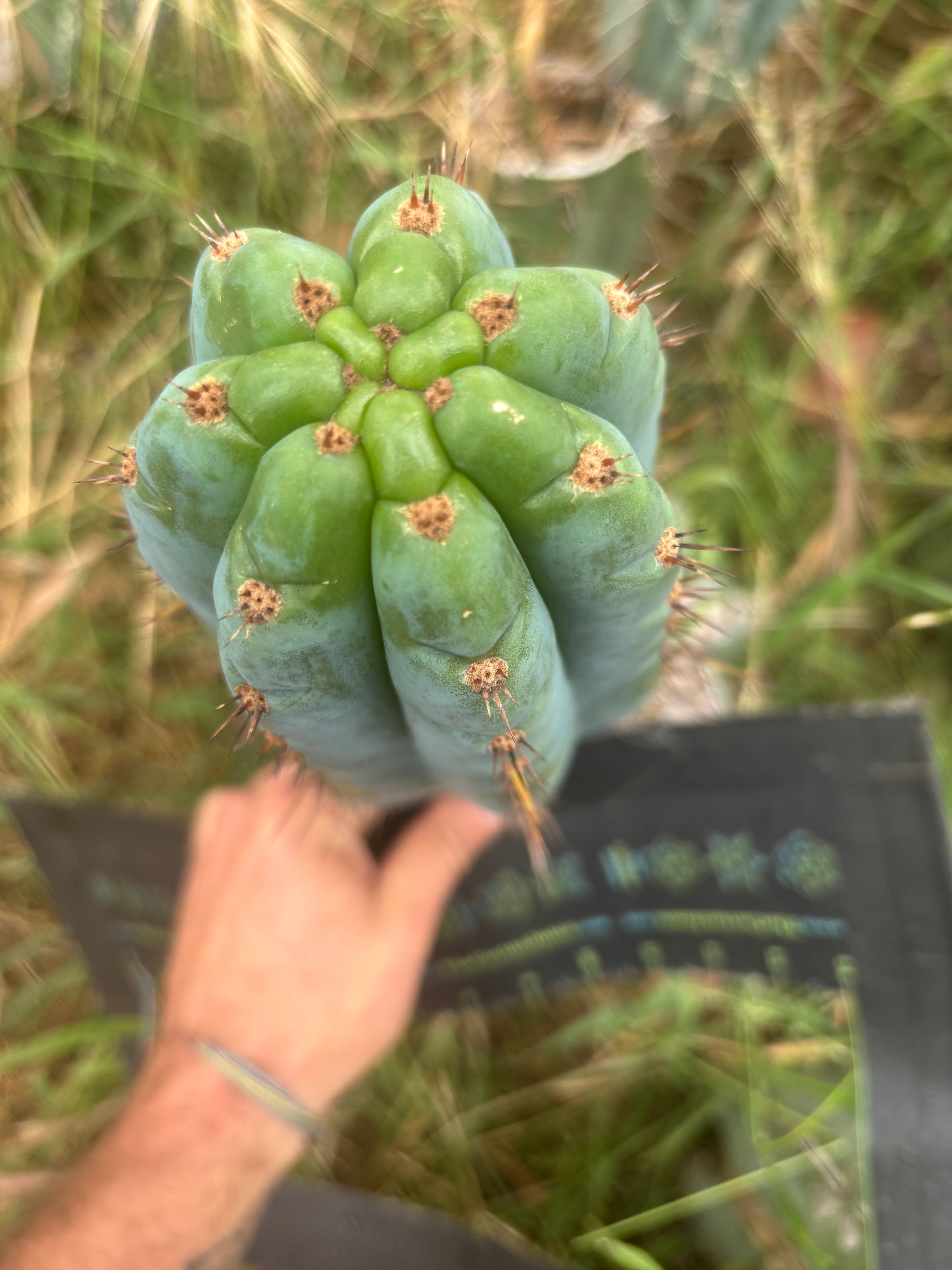 💎👑💎 Papa Smurf — XL Beefy 11” Pup