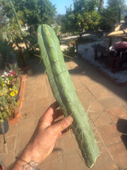 👑🌶️ Kai — 15” Tip