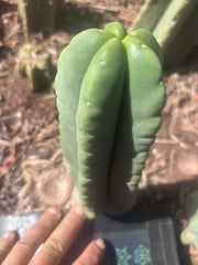 💎👑💎🌶️ Ferah — 8” Pup