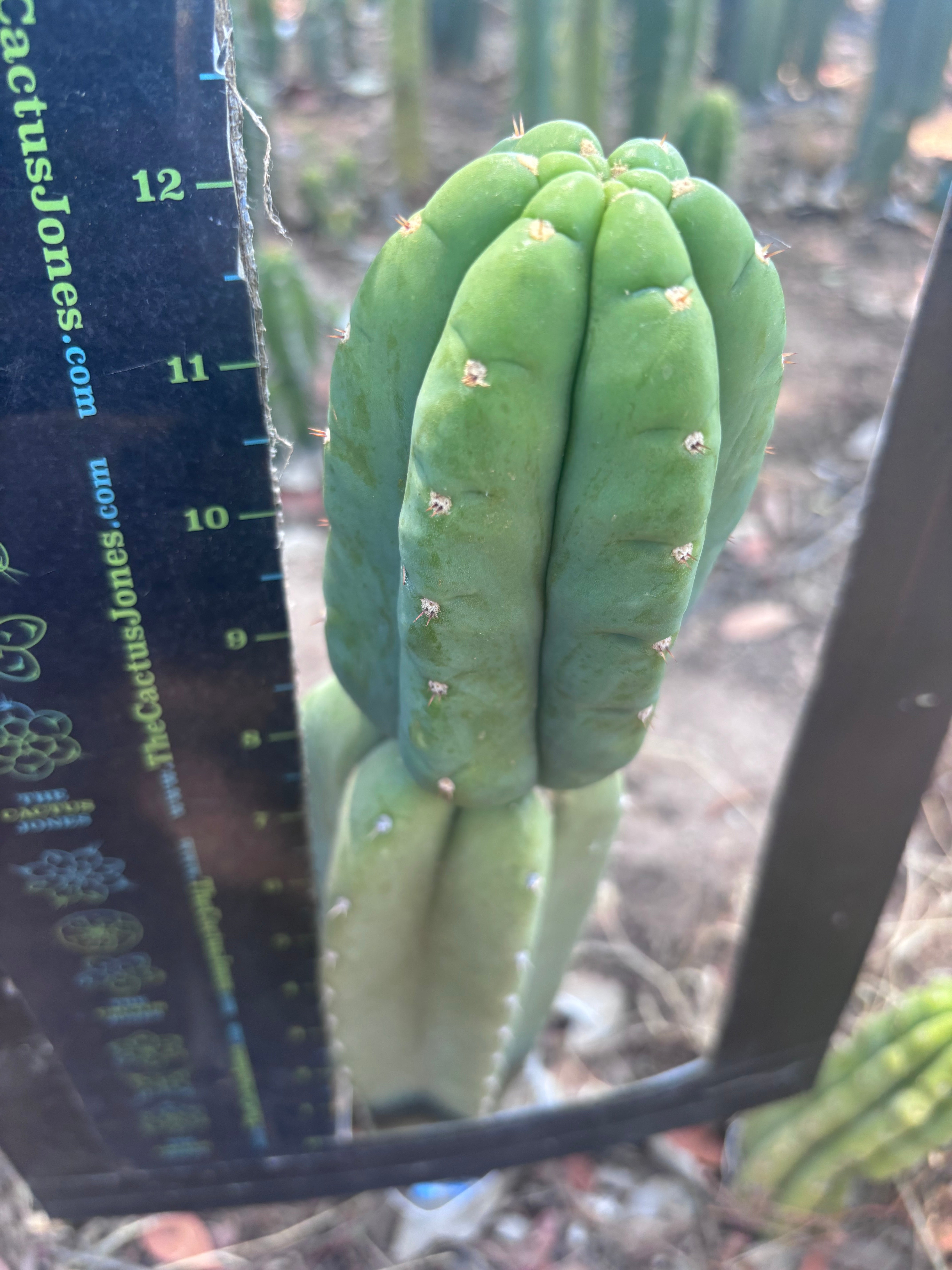 👑🌶️ DaFuq —  12” Tip