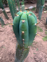 💎👑🌶️💎  Hyperspace Pixie! — 8” Tip