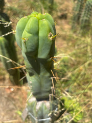 💎👑🌶️ Monster De Cota Cota — Chonky Tip