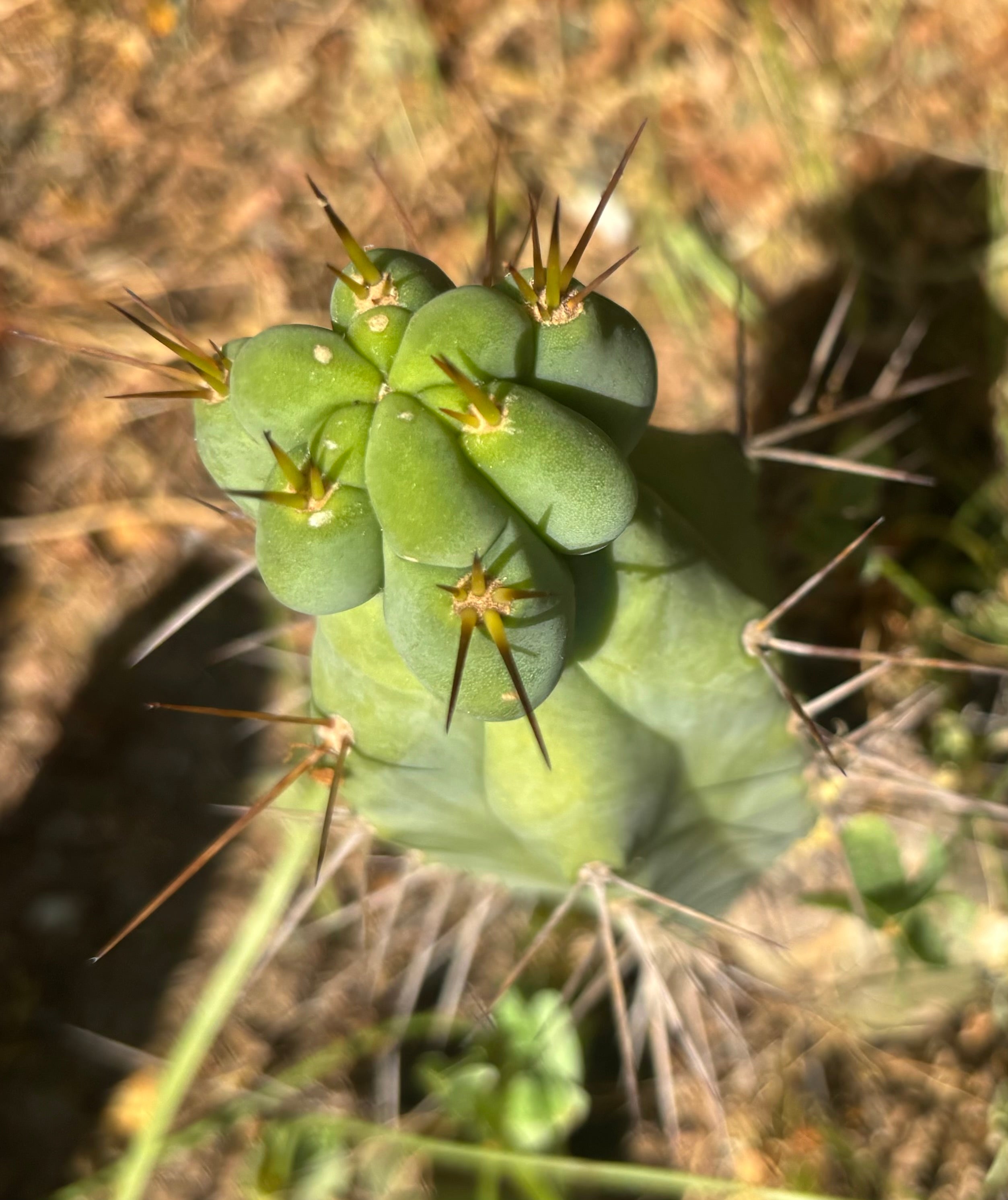 👑🌶️🌶️ Dulzura Wax — 8” Pup