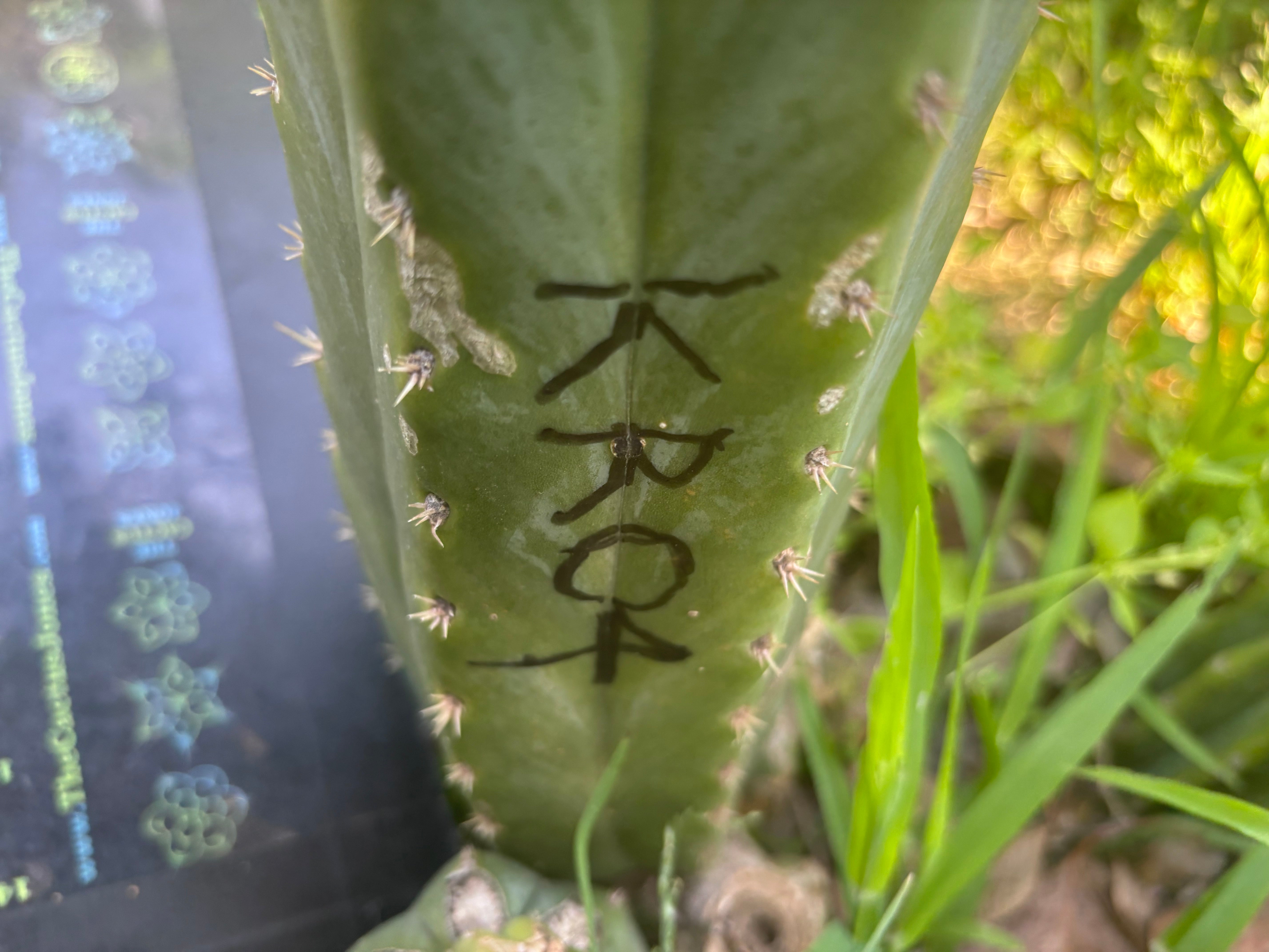 👑🌶️🌶️ KR04 — Fat Tip Graft
