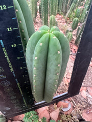 -👑🌶️  Scop A  — Chonky 11” Pup