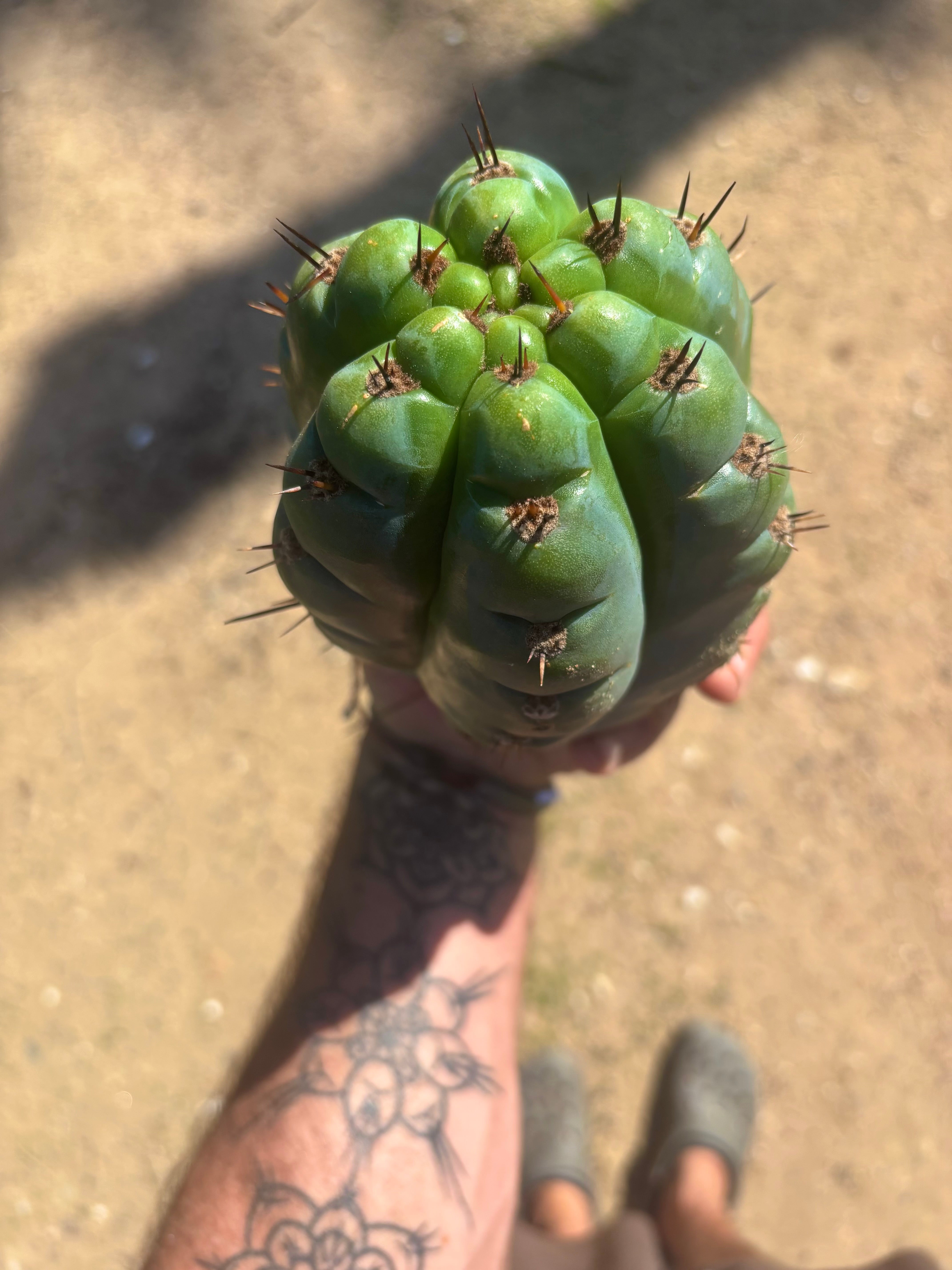 💎👑💎 Papa Smurf — Fat 8” Pup