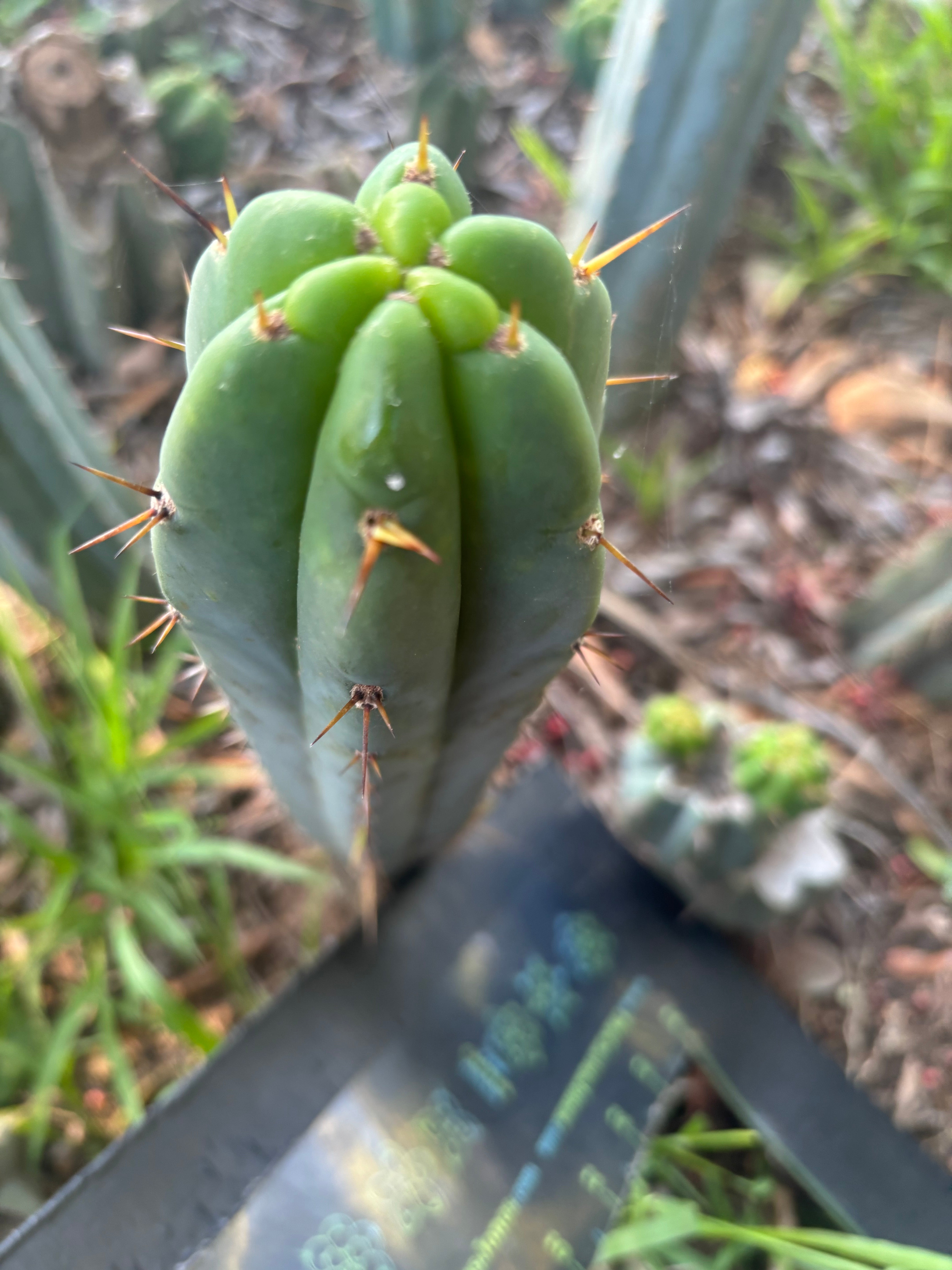 👑🌶️🌶️ Pala — 9” Tip