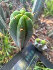 👑🌶️🌶️ Pala — 9” Tip