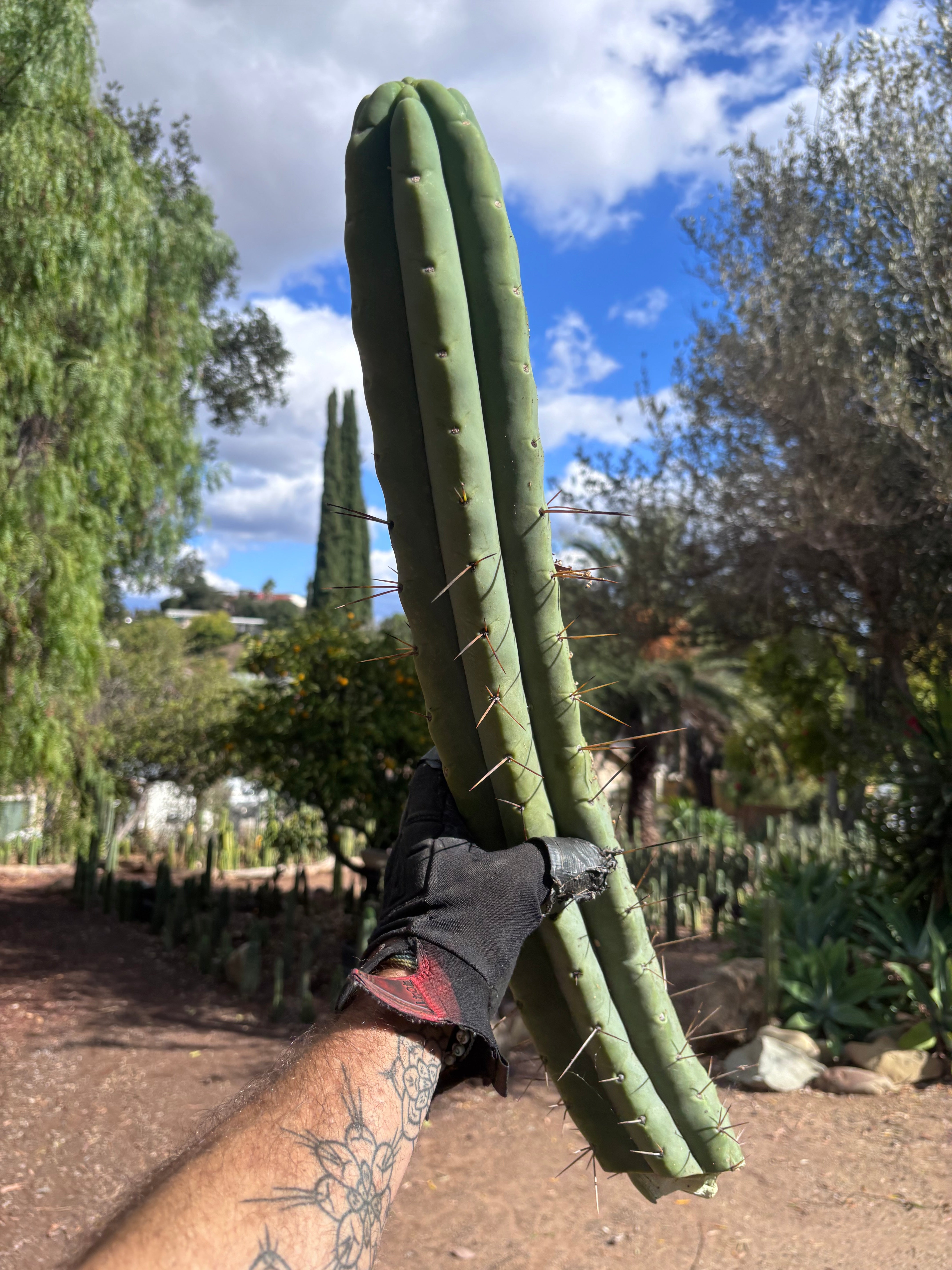 💎👑💎🌶️🌶️ Eileen — MEGA 21” (Tip #6)