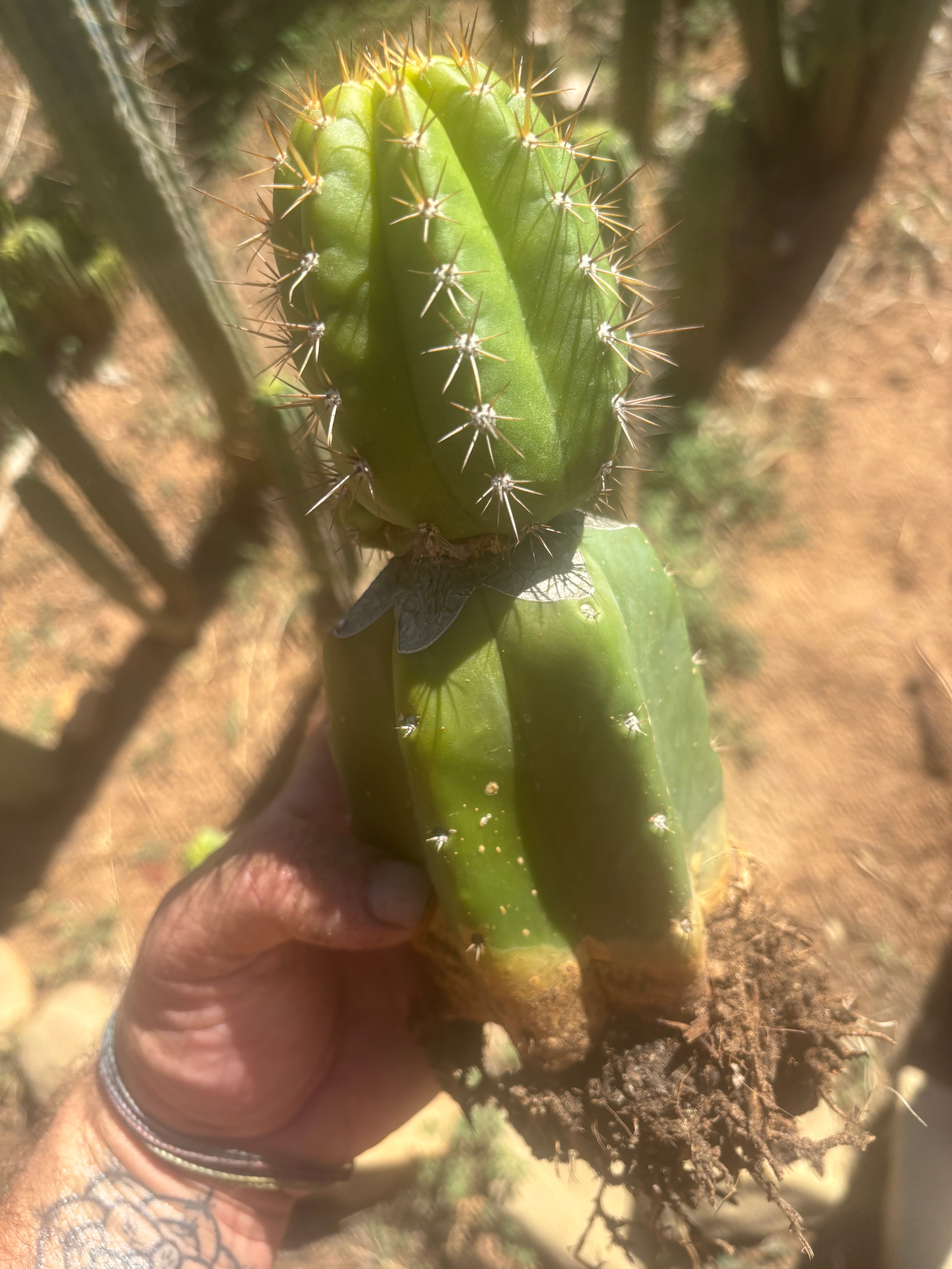 💎👑💎❗️Parques De Leyendes —BK08611.4 Clone A — Established Rooted Slab Graft w/ Large Pup
