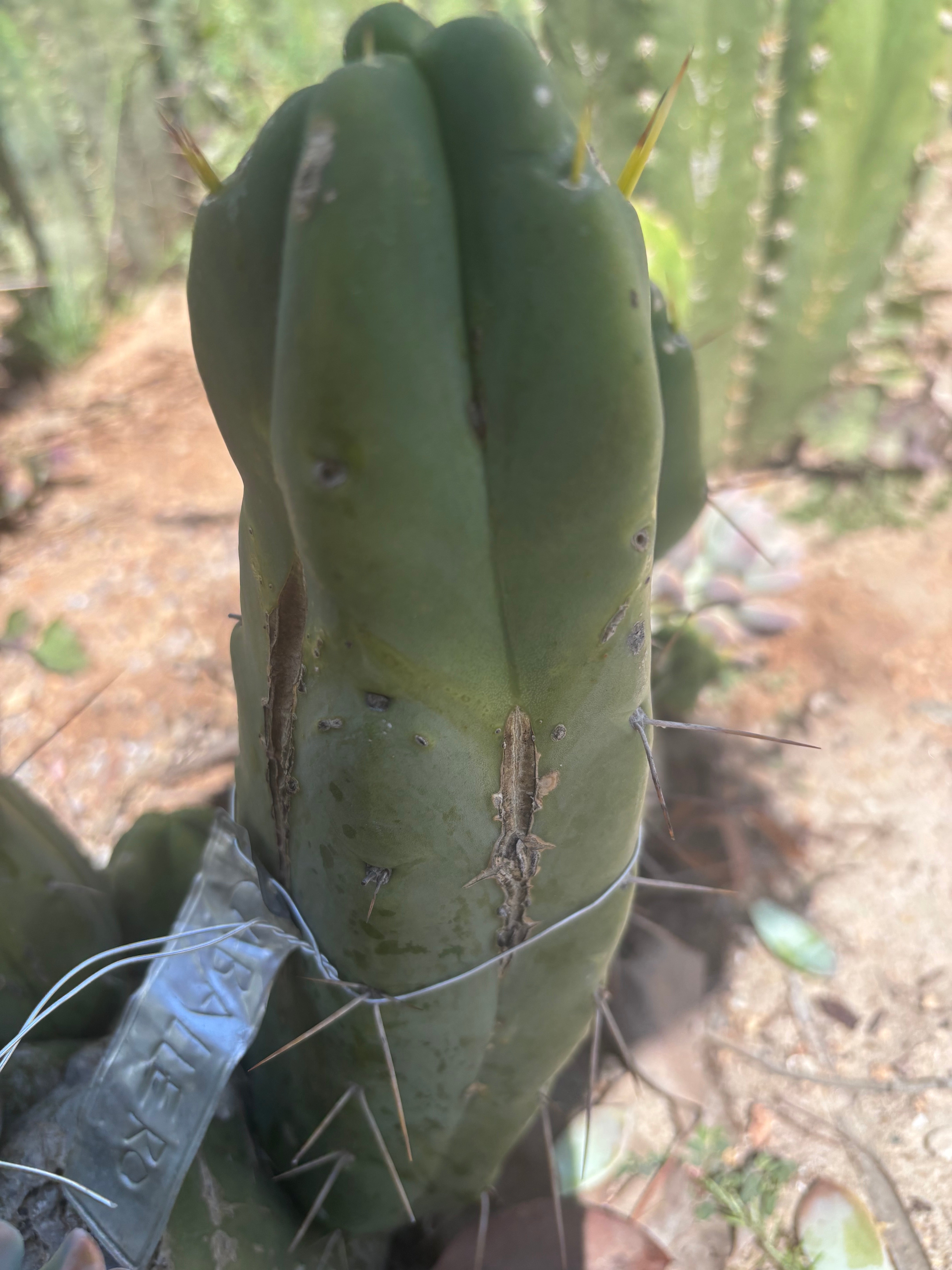 👑💎🌶️ Caballero — 9” Pup