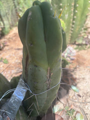 👑💎🌶️ Caballero — 9” Pup