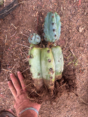 💎👑💎 Papa Smurf — *Hefty* Rooted Mid w/ Pups